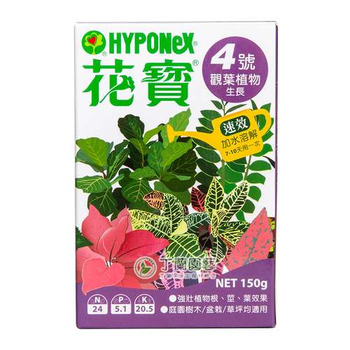 花寶4號觀葉植物生長 丁蘭花盆工程材料行